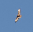 /album/photo-gallery-photogallery/booted-eagle-imm-over-rio-azore-jpg/